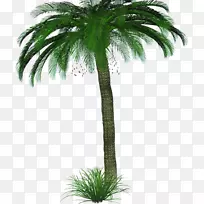 亚洲棕榈椰子树