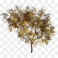 绘制可移植网络图形的树枝.树
