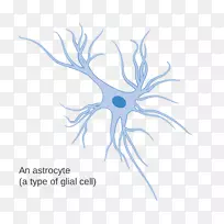 胶质星形细胞神经细胞体脑的结构