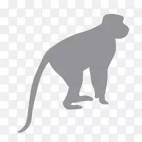猿化石灵长类黑猩猩猴