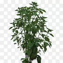 png图片灌木图像植物藤本植物