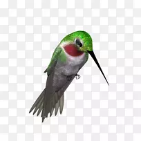 鸟类欧亚喜鹊png图片图像羽毛-鸟类透明