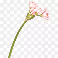 切花，百合花，菊科百合，png网络图