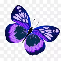 剪贴画png图片蝴蝶图像免费内容-蝴蝶