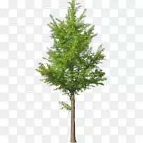 png图片树和灌木土坯Photoshop树