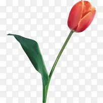 英迪拉甘地纪念郁金香花园png图片剪辑艺术图像-郁金香