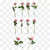 玫瑰图案粉红花透明