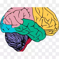 人脑中枢神经系统剪贴术-神经模拟