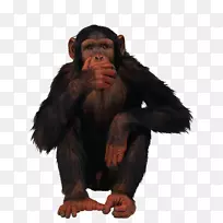 普通黑猩猩灵长类png图片.大猩猩