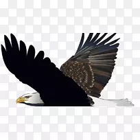 秃鹰鸟png图片图像-鹰