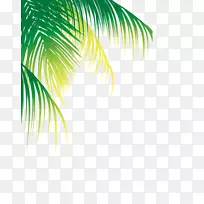 椰子水png图片棕榈树图像.椰子