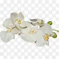 飞蛾兰花png图片桌面壁纸-花