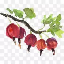 图形图像插图水彩画免版税