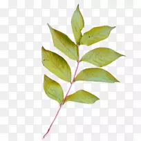 叶图像png图片植物茎夹艺术-布哈拉跳蚤