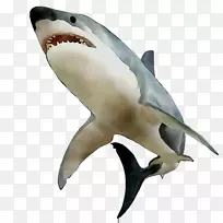大白鲨安魂曲鲨鱼鲭鱼鱼翅人体