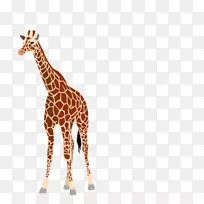 婴儿长颈鹿剪贴画图片png图片图形.girafee旗