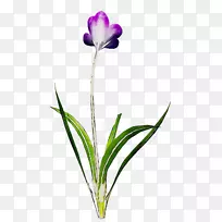 切花植物茎郁金香草本植物紫色