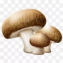 剪贴画食用菌露头插画-蘑菇