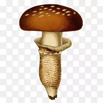 香菇图像png图片.蘑菇