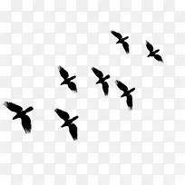 鸟类迁徙常见的秃鹫动物群