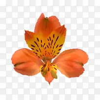 印加斯岛花卉公司的百合切花花瓣-菲伦泽剪影