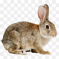 家兔，安哥拉兔，野兔，雷克斯兔