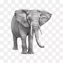 亚洲象非洲灌木象河马png图片.大象