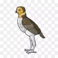 鸟类化石鸟类-鸟