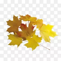 png图片秋叶彩色图像黄叶
