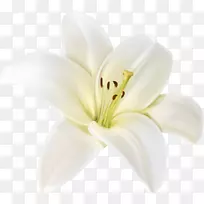 剪贴画花卉png图片复活节百合形象-花
