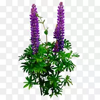 植物茎切花灌木紫色