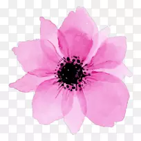 水彩画：花水彩画静物：粉色玫瑰-花朵