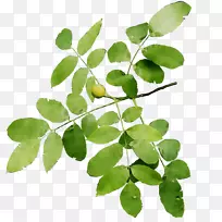 叶植物茎植物