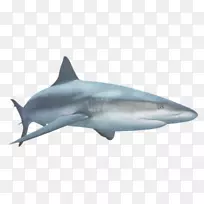 大白鲨png图片免版税剪贴画-鲨鱼