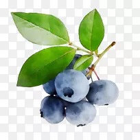 蓝莓，越橘，黑浆果，浆果