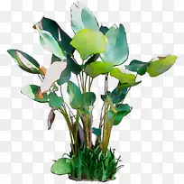 花卉设计切花叶植物茎