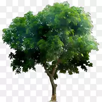 色盲三盲加州棕榈视觉