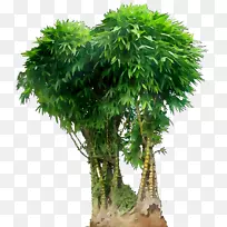 盆栽植物灌木