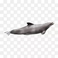 图库溪普通宽吻海豚粗齿海豚白嘴海豚海狮