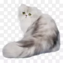 波斯猫喜马拉雅猫拿破仑猫奇特的速记