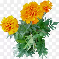菊花，英国万寿菊，黄色切花，一年生植物