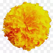 黄色切花
