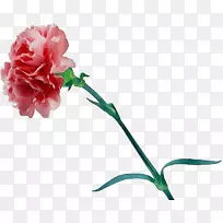 康乃馨花园玫瑰切花花卉设计