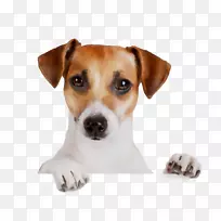 欢庆的狗繁殖生日假期杰克罗素猎犬