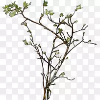 小枝，植物茎，灌木，花叶