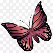帝王蝶，毛茸茸的蝴蝶，蝴蝶