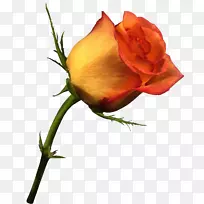 png图片玫瑰花夹艺术橙色玫瑰