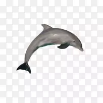 普通宽吻海豚短喙海豚形象海豚