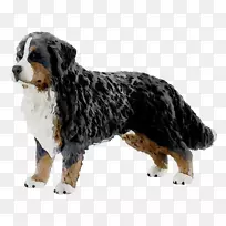 伯恩塞山犬培育出更大的瑞士山犬芭比姐妹浪骑喷气滑雪板