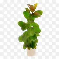 橡胶无花果哭泣无花果小提琴叶无花果植物砧木摄影